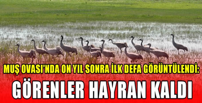 Muş Ovası’nda on yıl sonra ilk defa görüntülendi: Görenler hayran kaldı