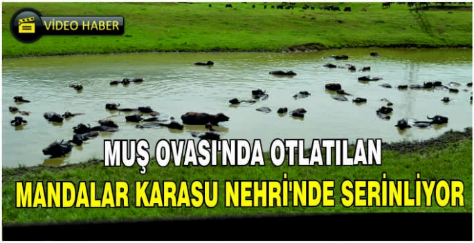 Muş Ovası'nda otlatılan mandalar Karasu Nehri'nde serinliyor