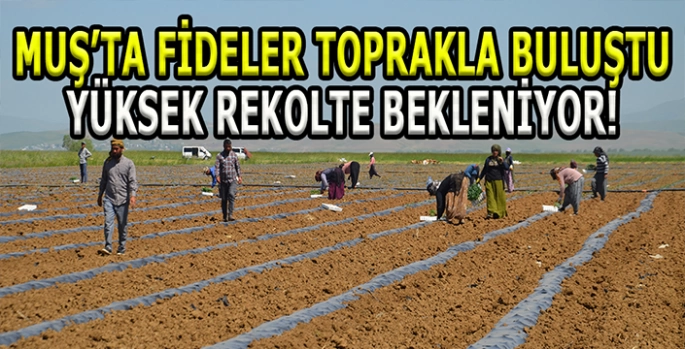 Muş Ovası'nda rekolte bekleniyor: Karpuz fideleri toprakla buluştu!