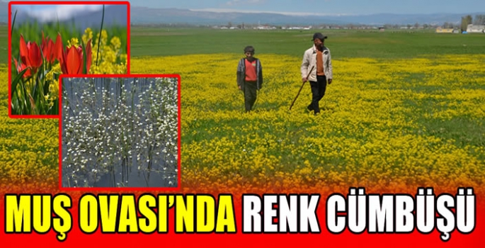 Muş ovası’nda renk cümbüşü 