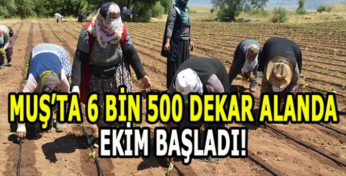 Muş Ovası’nda tütün mesaisi başladı: 6 Bin 500 dekar alanda ekilecek!