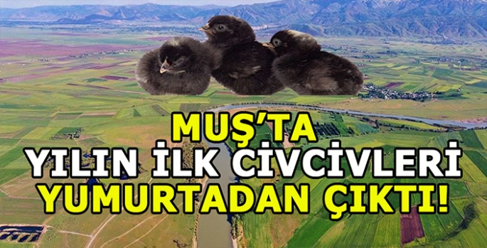 Muş Ovası şenleniyor: İlk civcivler yumurtadan çıktı!