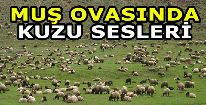 Muş Ovasında kuzu sesleri yankılanıyor: Meralarla buluştular!