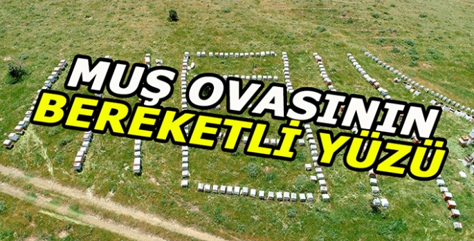 Muş ovasının bereketli günleri: 507 Kişi yaylalarda!