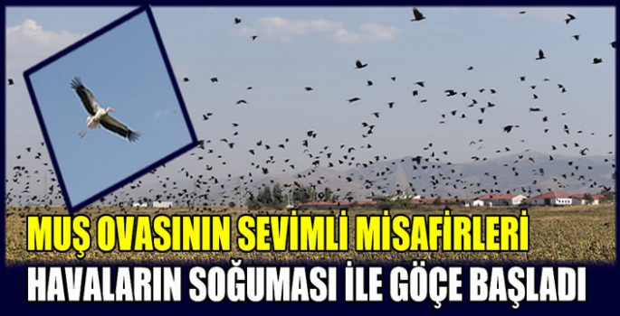 Muş Ovasının sevimli misafirleri havaların soğuması ile göçe başladı
