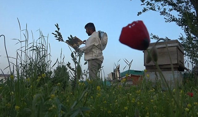 Muş'ta 100 bin kovandan 600 ton bal üretimi hedefleniyor