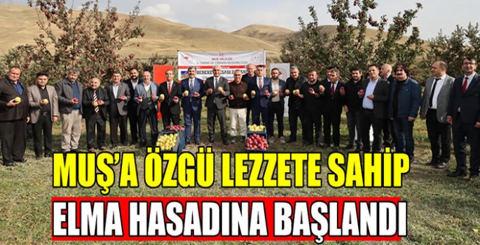 Muş’ta 1821 tonluk elma hasadına başlandı