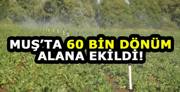 Muş'ta 60 bin dönüm alana ekildi: Yüksek verim bekleniyor!