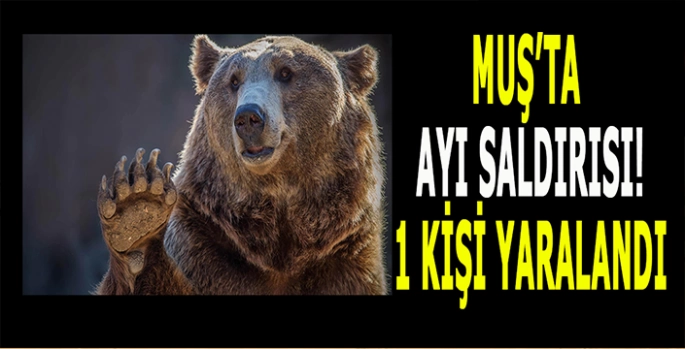 Muş’ta ayı saldırısı: 17 Yaşındaki genç yaralandı!