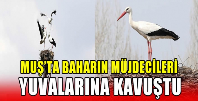 Muş’ta baharın müjdecileri yuvalarına kavuştu 