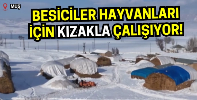 Muş'ta besiciler hayvanları için kızakla böyle çalışıyor!