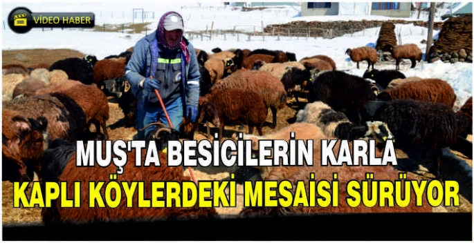 Muş'ta besicilerin karla kaplı köylerdeki mesaisi sürüyor