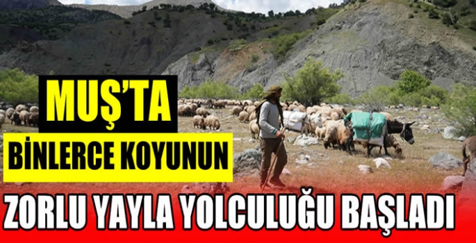 Muş’ta binlerce koyunun zorlu yayla yolculuğu başladı