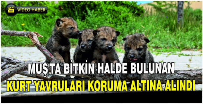 Muş’ta bitkin halde bulunan kurt yavruları koruma altına alındı