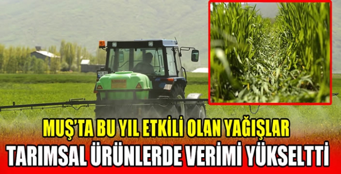 Muş'ta bu yıl etkili olan yağışlar tarımsal ürünlerde verimi yükseltti