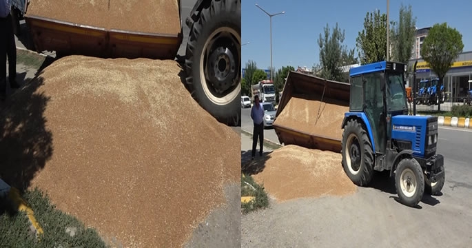 Muş’ta buğday yüklü römork devrildi