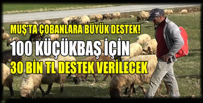 Muş'ta çobanlara büyük destek! 100 küçükbaş için 30 bin TL destek verilecek