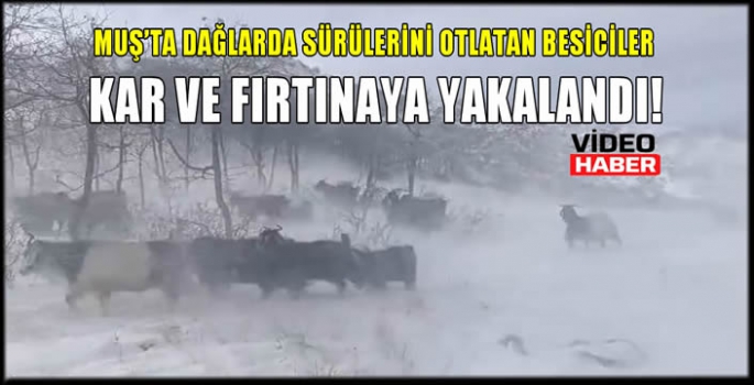 Muş’ta dağlarda sürülerini otlatan besiciler kar ve fırtınaya yakalandı!
