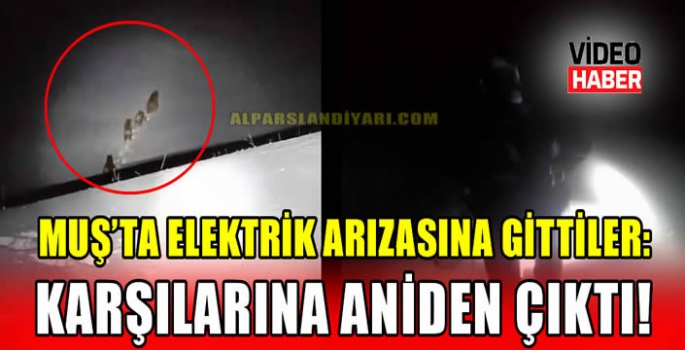 Muş’ta elektrik arızasına gittiler: Karşılarına aniden çıktı! 