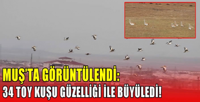 Muş'ta görüntülendi: 34 toy kuşu güzelliği ile büyüledi!