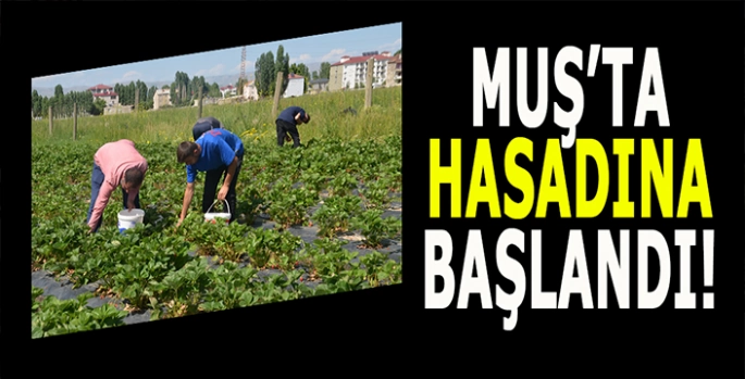 Muş'ta hasada başlandı: Tezgahlarda yerini aldı!