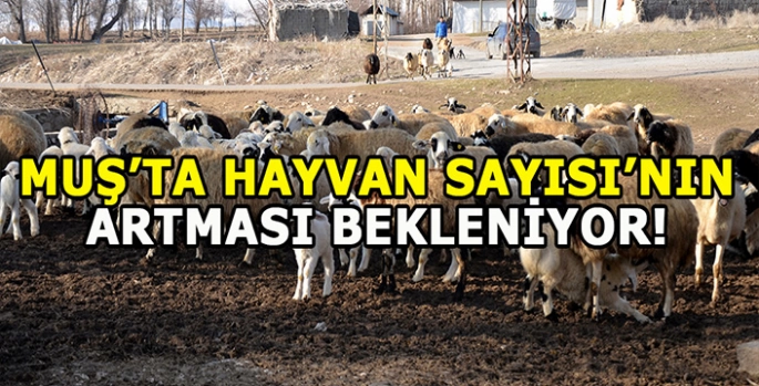 Muş'ta hayvan varlığının artması bekleniyor: Destekler devam edecek!