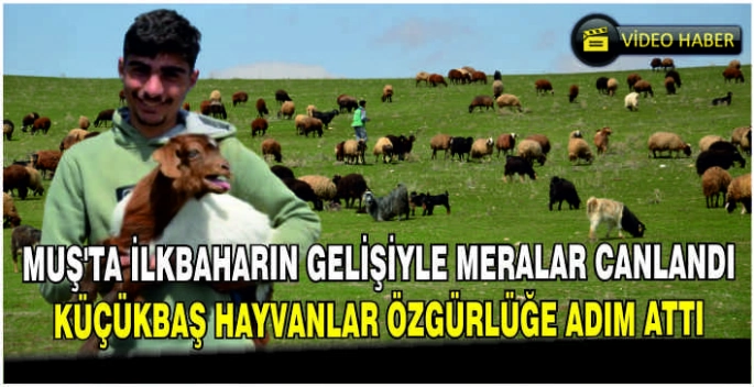 Muş’ta ilkbaharın gelişiyle meralar canlandı: Küçükbaş hayvanlar özgürlüğe adım attı