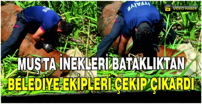 Muş’ta inekleri bataklıktan Belediye ekipleri çekip çıkardı