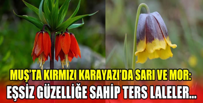 Muş’ta kırmızı Karayazı'da sarı ve mor: Eşsiz güzelliğe sahip ters laleler…