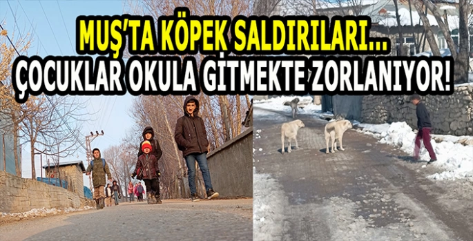 Muş’ta köpek saldırıları: Okula giden çocuklar korkuyor!