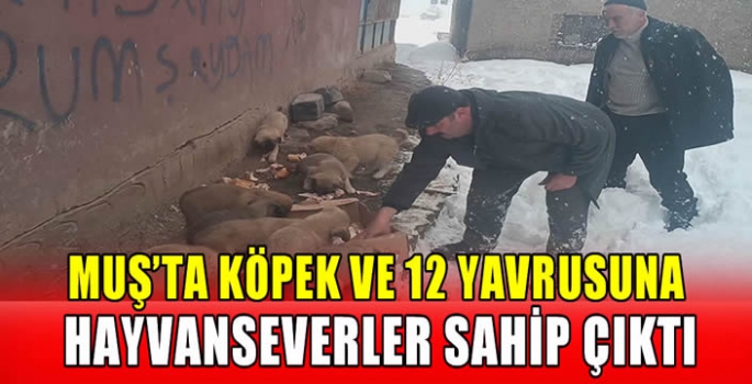 Muş’ta köpek ve 12 yavrusuna hayvanseverler sahip çıktı