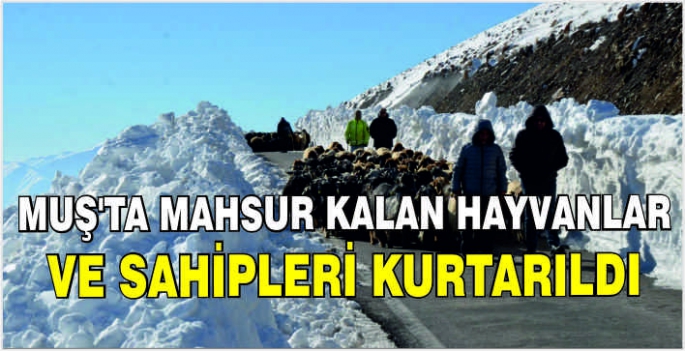 Muş'ta mahsur kalan hayvanlar ve sahipleri kurtarıldı