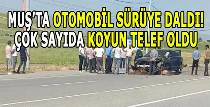 Muş’ta otomobil sürüye daldı: Onlarca Koyun telef oldu!