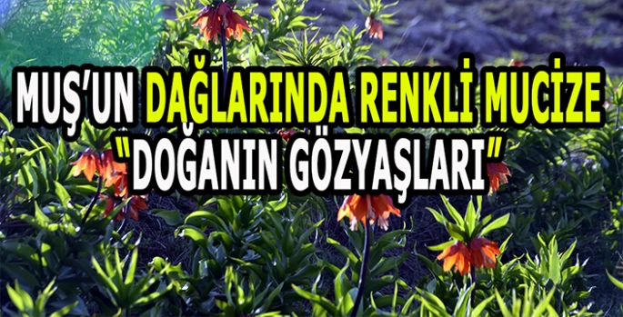 Muş’ta saatler süren yürüyüş: Doğanın gözyaşları görüntülendi!