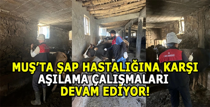 Muş’ta şap hastalığına karşı aşılama çalışmaları aralıksız devam ediyor
