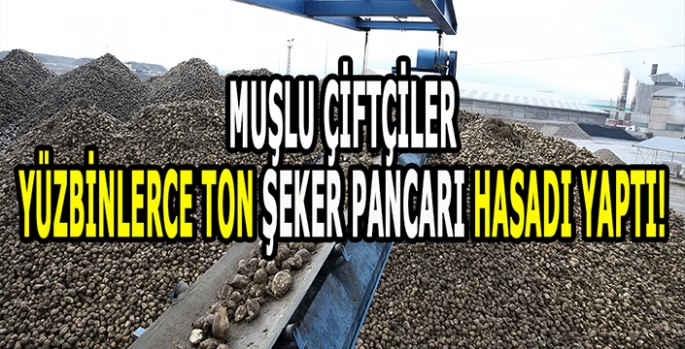 Muş'ta şeker pancarı alımında rekor: Muşlu çiftçiler yüzbinlerce ton üretti!