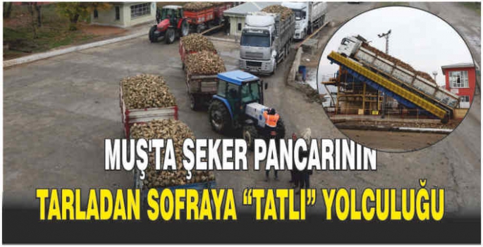 Muş’ta şeker pancarının tarladan sofraya “tatlı” yolculuğu