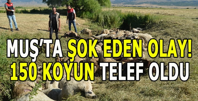 Muş'ta şok eden olay: Yaklaşık 150 koyun telef oldu!