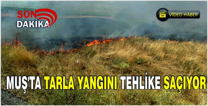 Muş'ta tarla yangını tehlike saçıyor