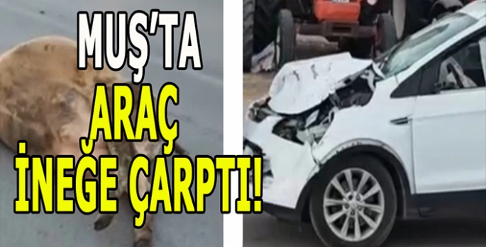 Muş’ta trafik kazası: Araç ineğe çarptı!