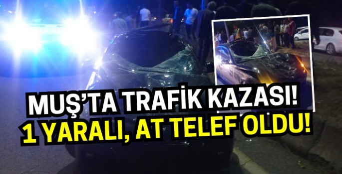 Muş’ta trafik kazası! Araç perte çıktı: Sürücü yaralandı, at telef oldu!