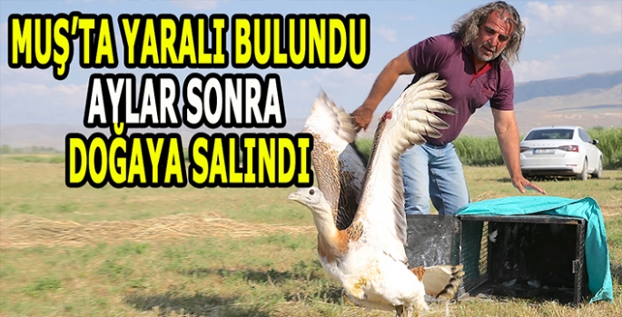 Muş’ta yaralı bulunmuştu: Aylar sonra doğaya salındı!