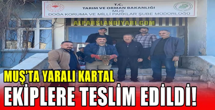 Muş’ta yaralı kartal ekiplere teslim edildi!