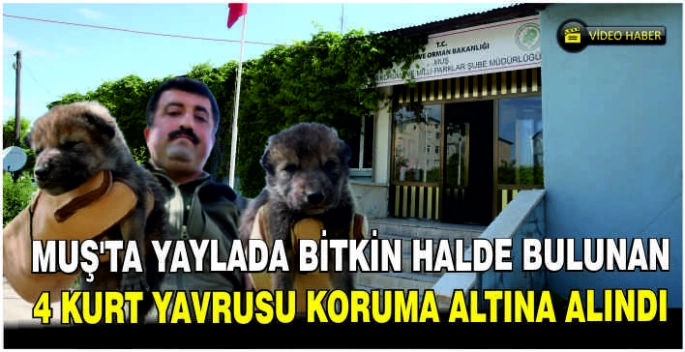 Muş'ta yaylada bitkin halde bulunan 4 kurt yavrusu koruma altına alındı