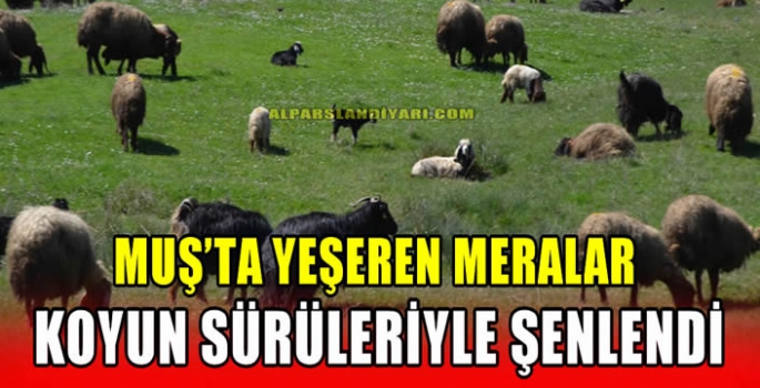 Muş'ta yeşeren meralar koyun sürüleriyle şenlendi