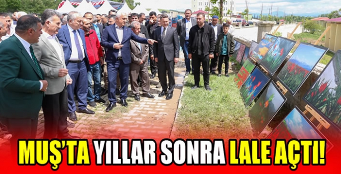 Muş’ta yıllar sonra lale açtı! 