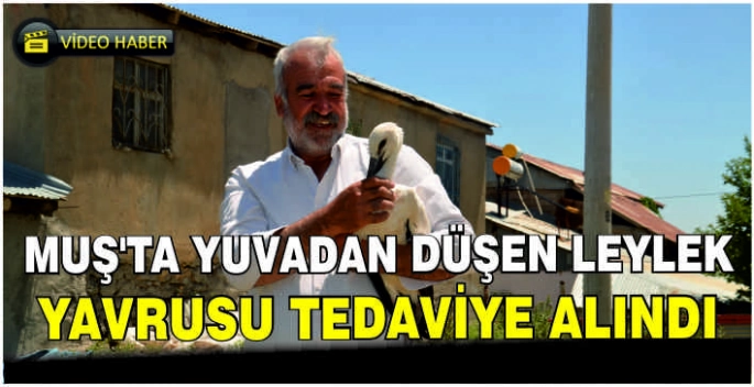 Muş'ta yuvadan düşen leylek yavrusu tedaviye alındı