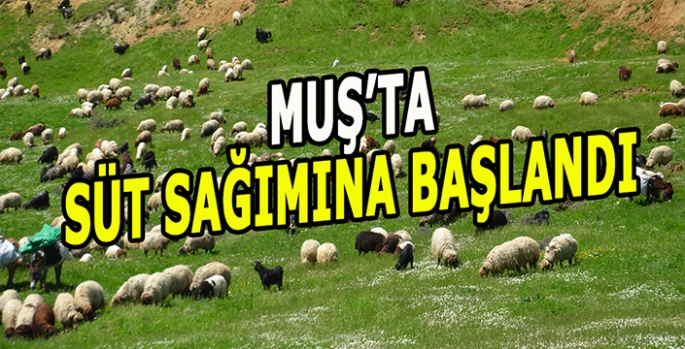 Muş'taki yaylalarda göçerler konaklıyor: Süt sağım mesaisi başladı!