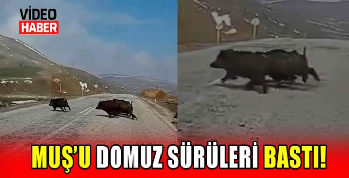 Muş’u domuz sürüleri bastı! 