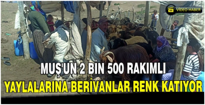 Muş’un 2 Bin 500 rakımlı yaylalarına Berivanlar renk katıyor